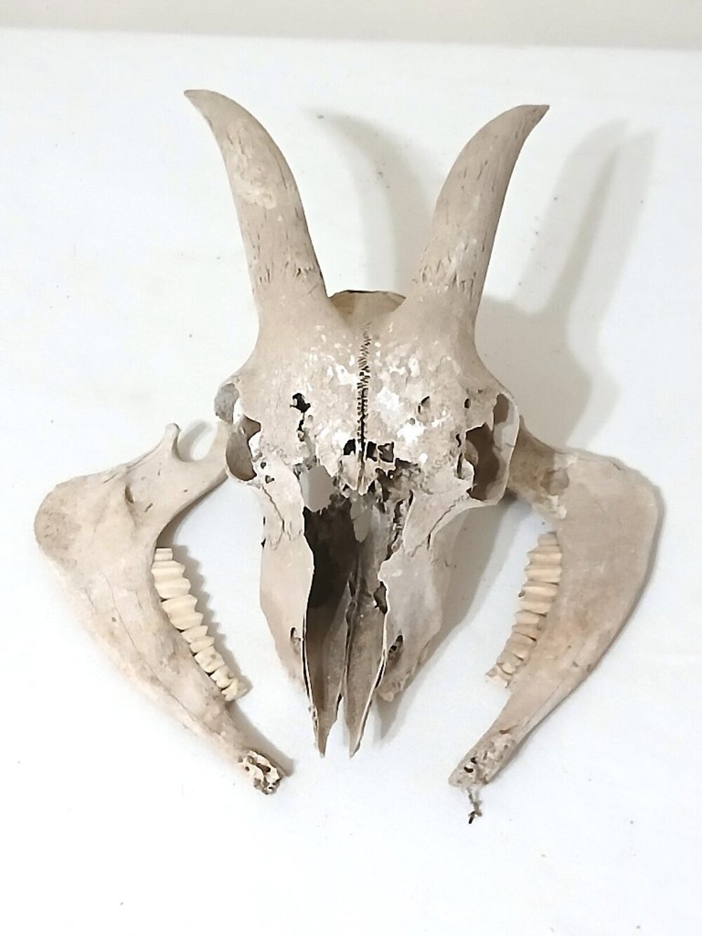 Real Goat Skull w Horns Taxidermy Bone Oddity Curio Gothic Decor 11”